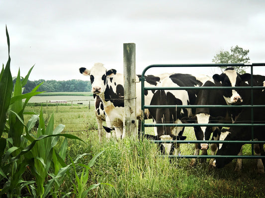 How Heat is Affecting Nigerian Farming