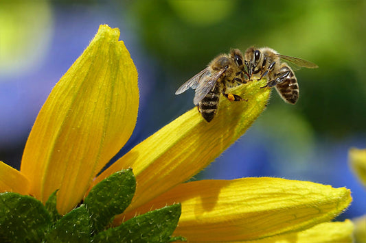 Bee Farming in Nigeria: Low-Capital, High-Demand Agribusiness